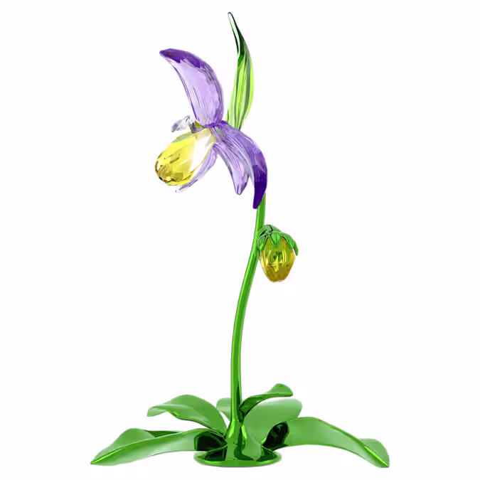 Florere Lady Slipper Orchid